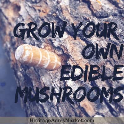 Sustainability Project: Edible Mushroom Logs