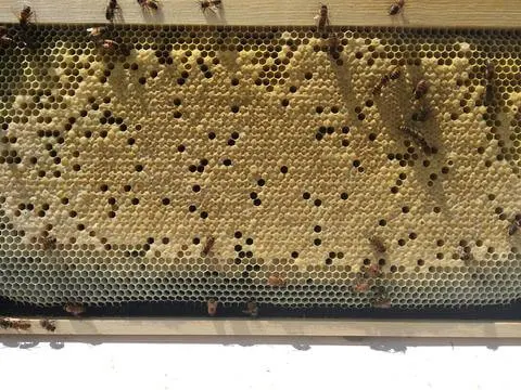 frame of honey bees