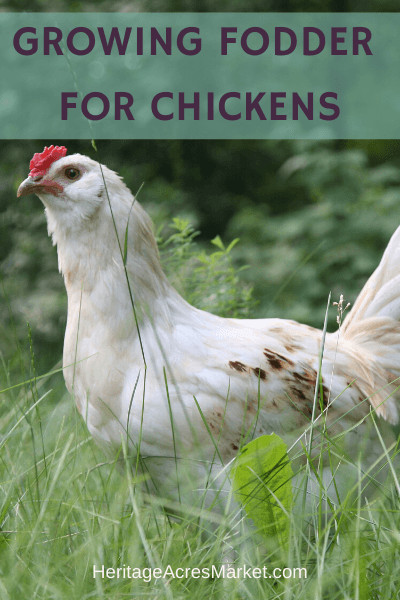 Growing Fodder For Chickens