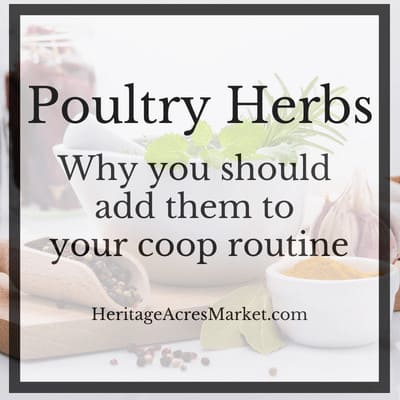 Adding Herbs To Your Chicken Coop