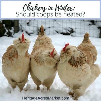 Should Chicken Coops Be Heated?