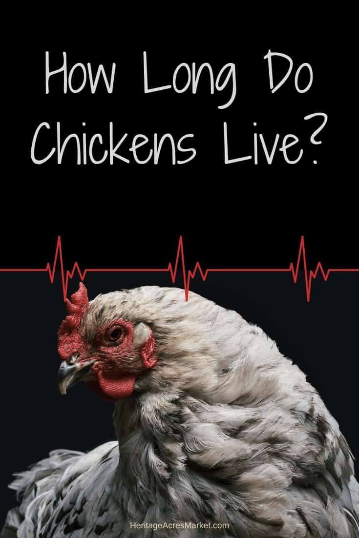 How Long Do Chickens Live? Heritage Acres Market LLC