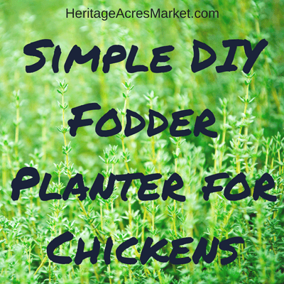 Simple DIY Fodder Planter for Chickens