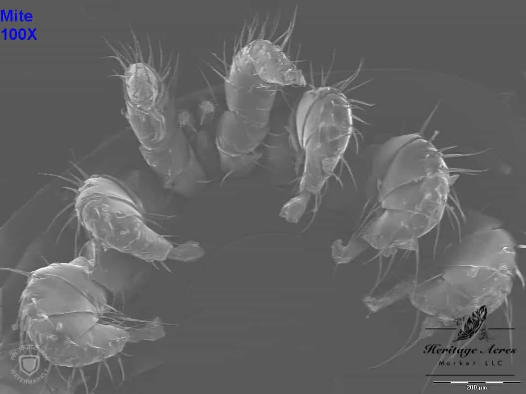 Varroa mite 100x magnification