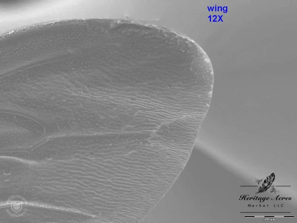 Honey Bee Wing 12x magnification