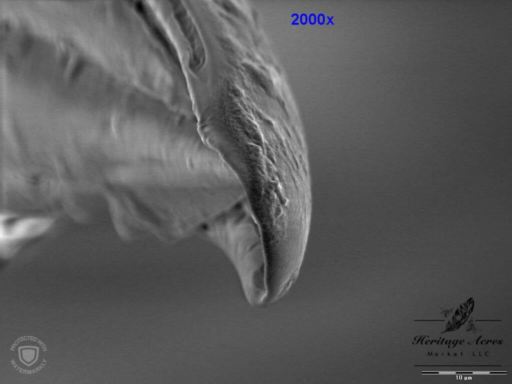 Honey Bee Stinger Tip 200x magnification