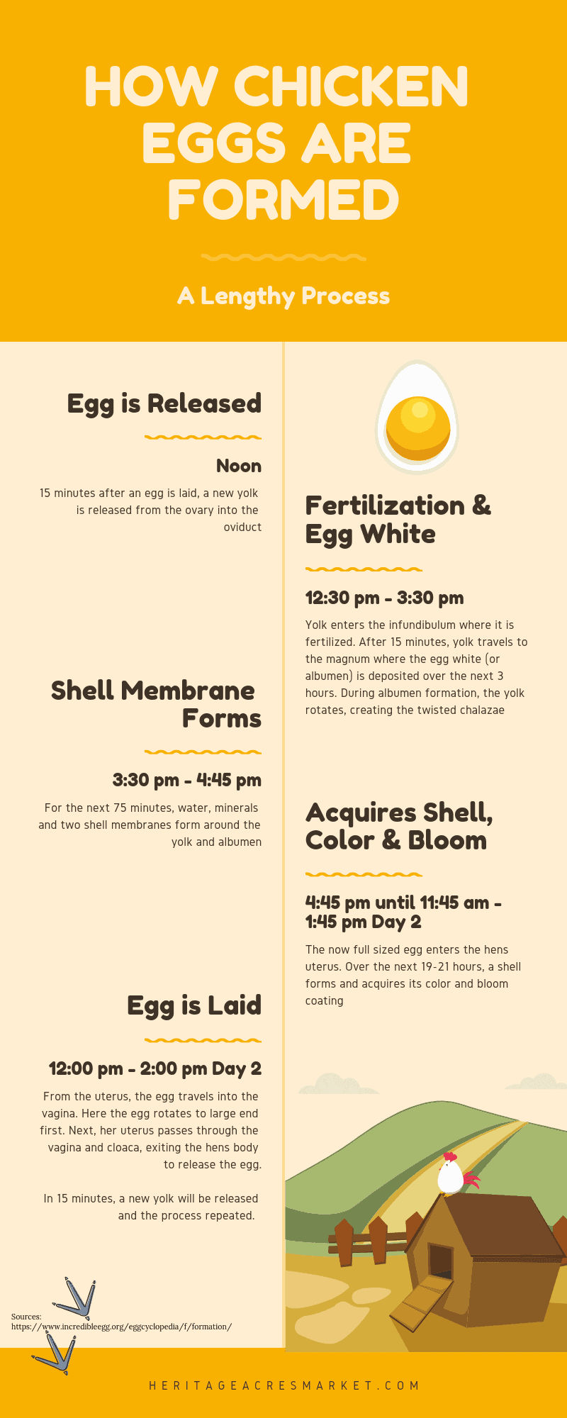 chicken egg timeline infographic