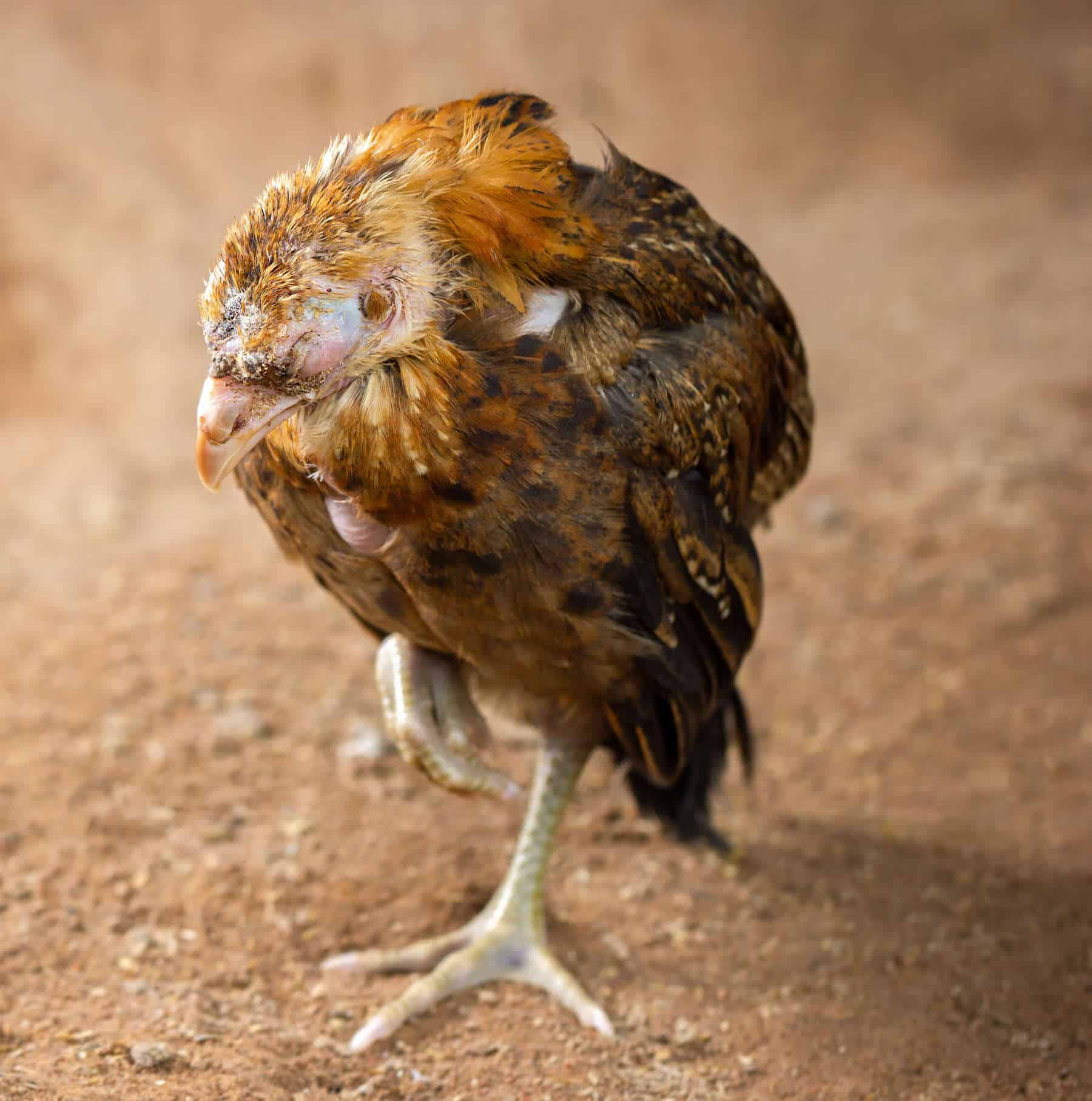 How To Deworm Chickens Heritage Acres Market LLC