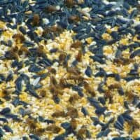 honey bees in chicken food