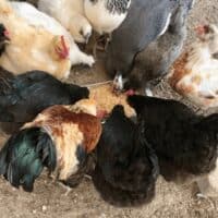 chickens eating fermented feed