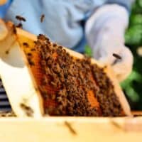 Beekeeper holds a honey cells with bees in his hands