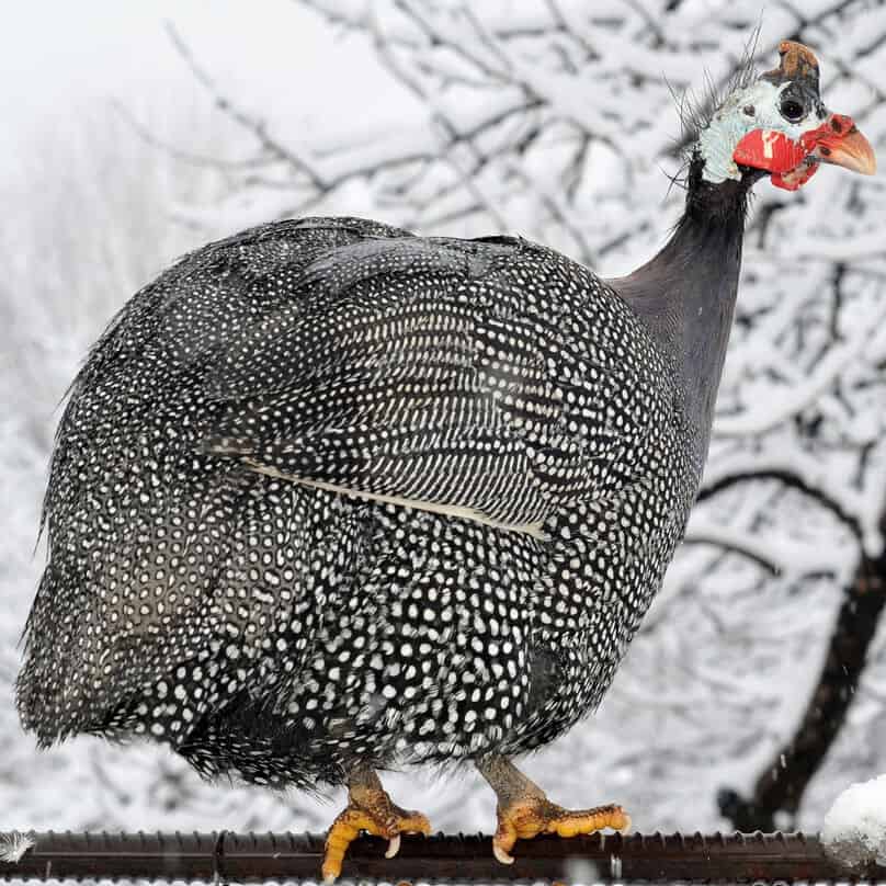 Guinea fowl in snow