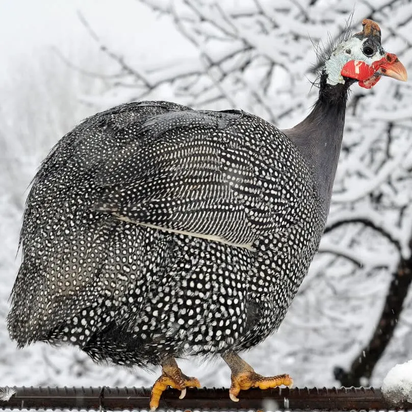 Guinea fowl: The peculiar bird with a plethora of uses