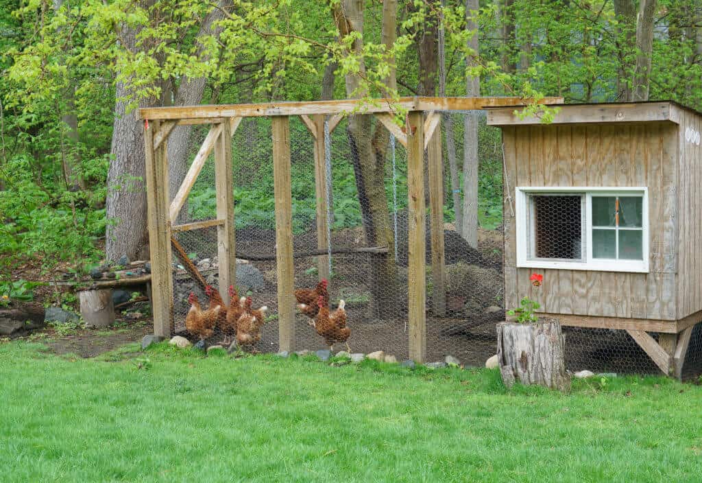 Brown wooden chicken coop with chickens