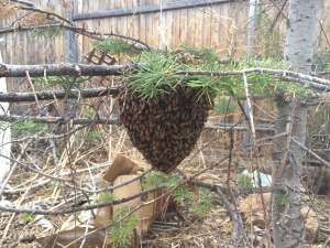 honey bee swarm hanging from pine tree limb