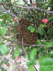 honey bee swarm in bush with green leaves and pink flowers