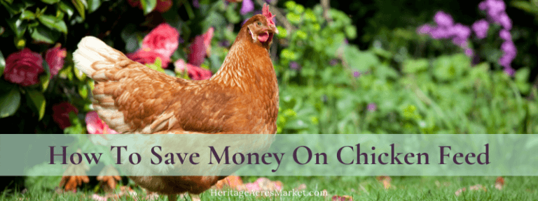 How To Save Money On Chicken Feed - Heritage Acres Market LLC