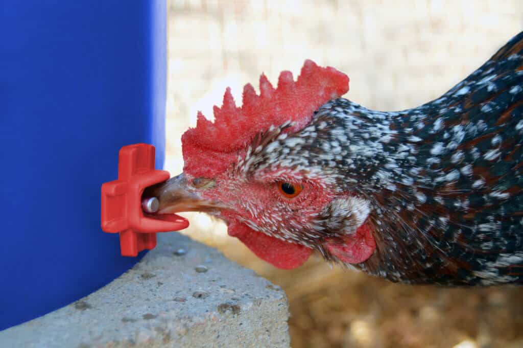 Brown speckled chicken drinking from columbus aqua chicken nipple waterer