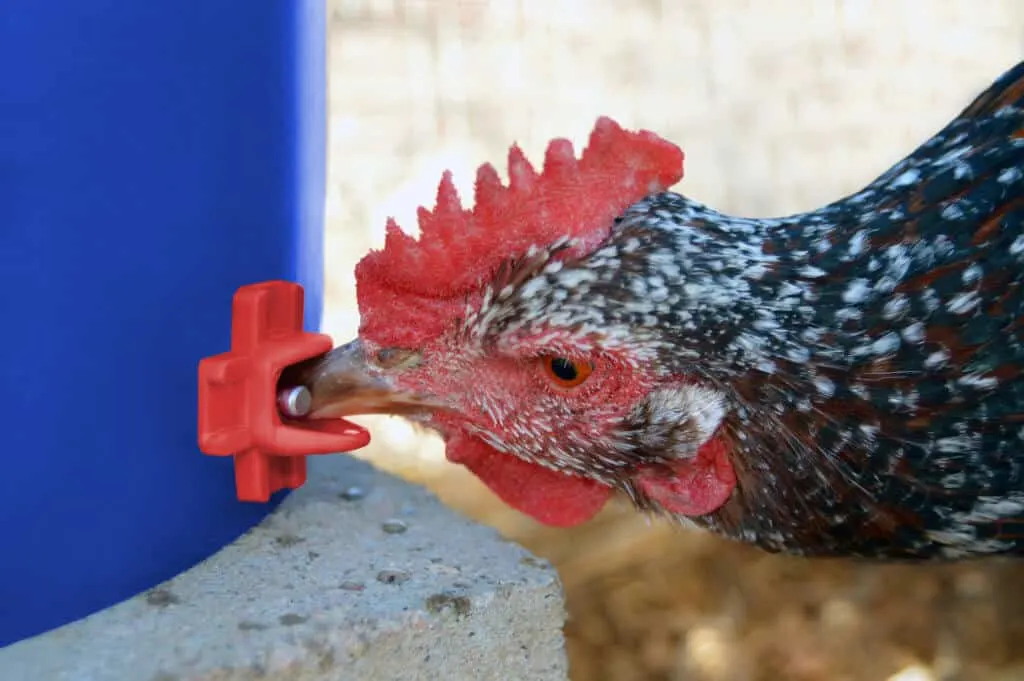 Brown speckled chicken drinking from columbus aqua chicken nipple waterer