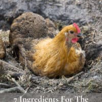 Chicken laying in dirt