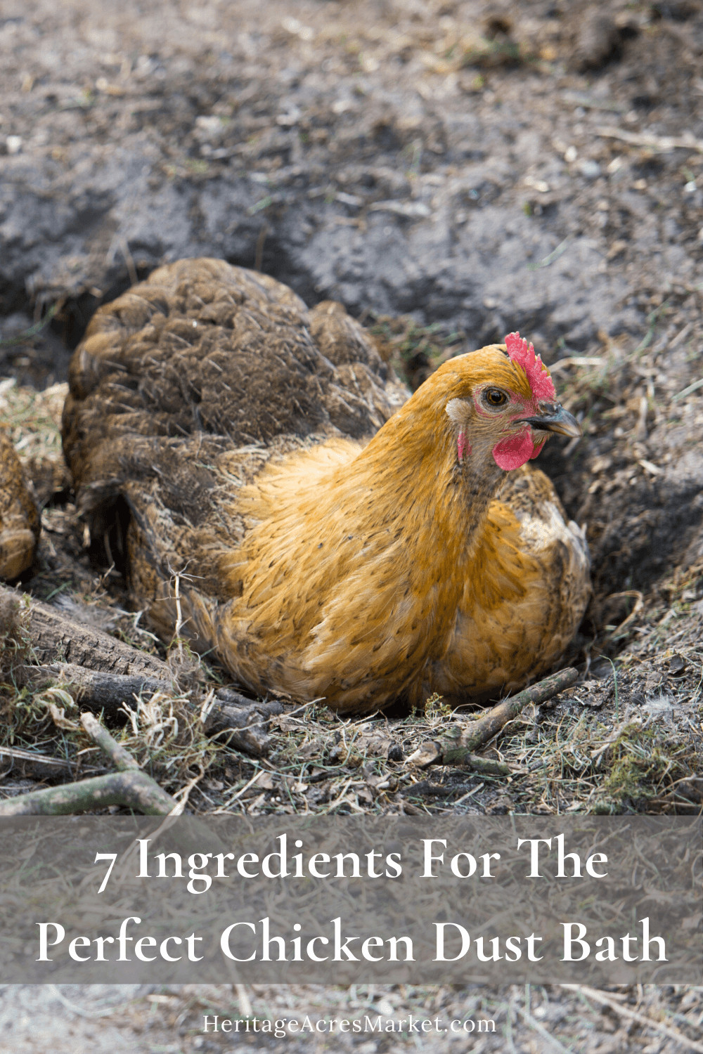 7 Ingredients For The Perfect Chicken Dust Bath Heritage Acres Market LLC