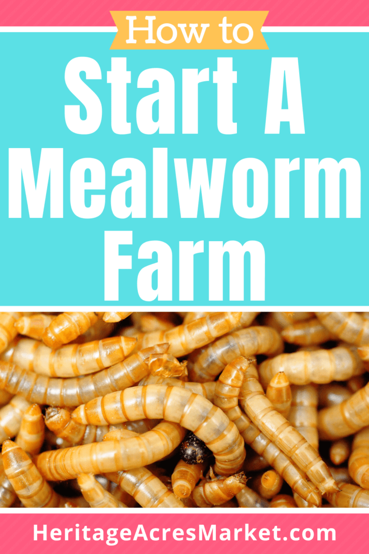 Dried Mealworms Farm Raised 1.5 oz 