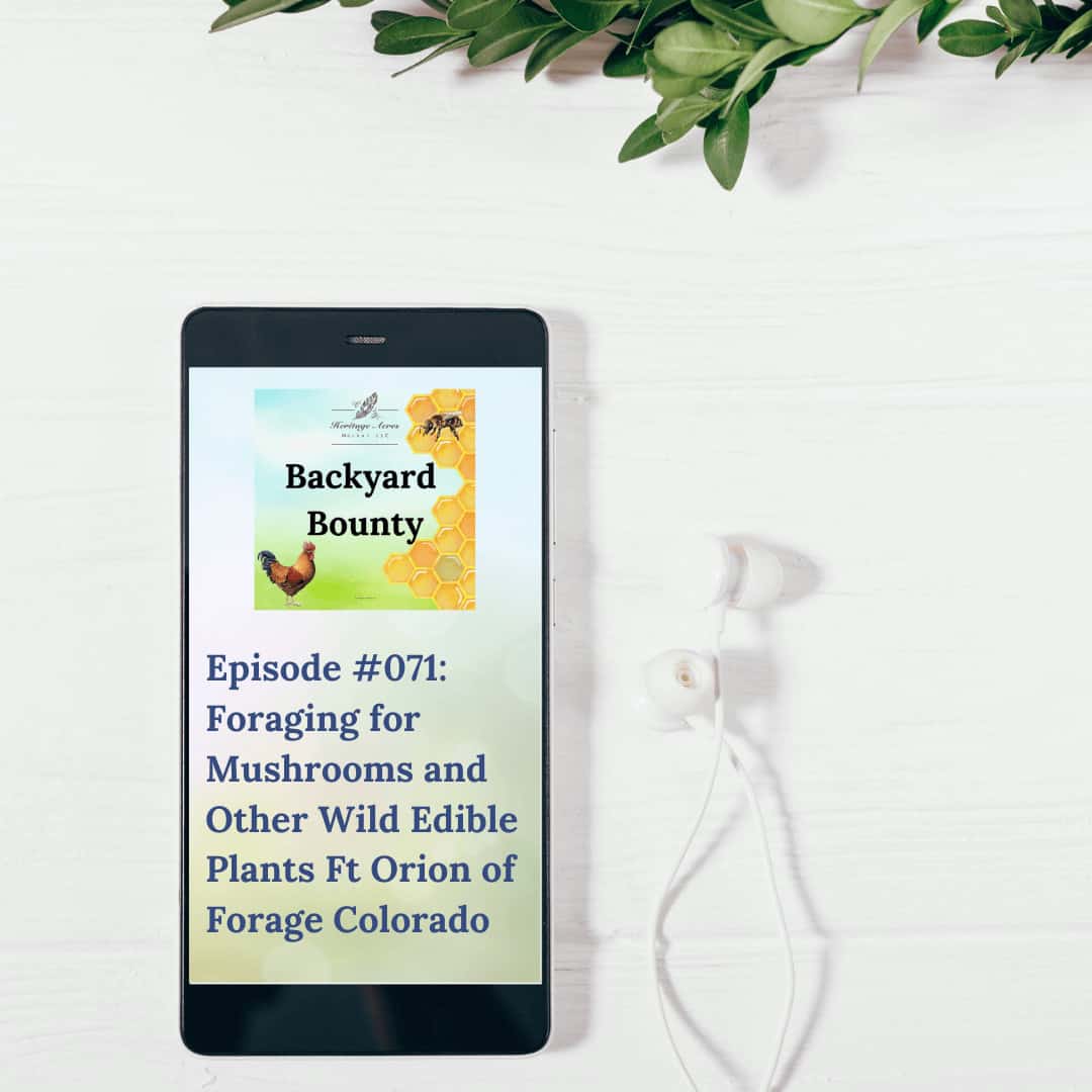 Foraging for Mushrooms and Other Wild Edible Plants Ft Orion of Forage Colorado