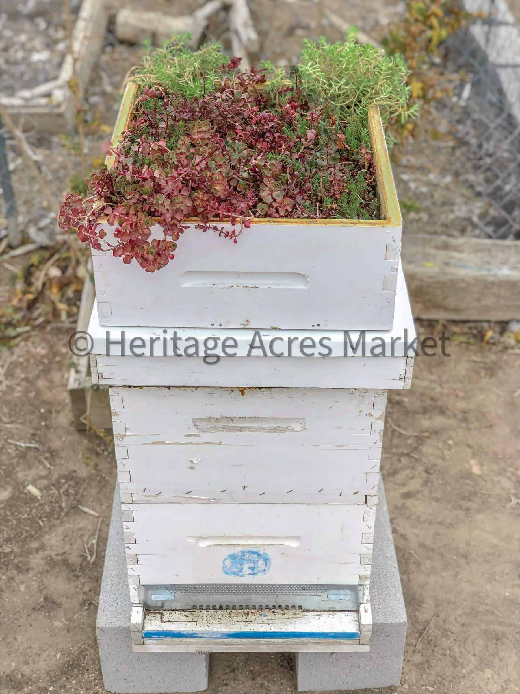 DIY Bee Hive Green Roof