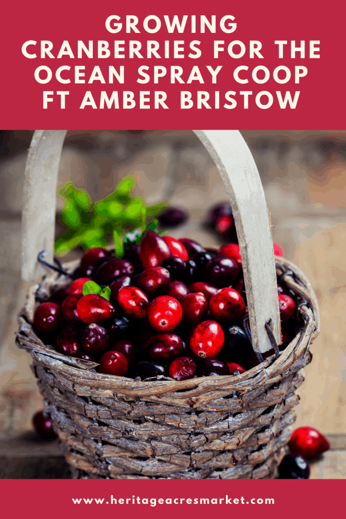 Wooden basket filled with cranberries