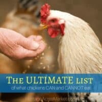 white chicken eating grain from open hand