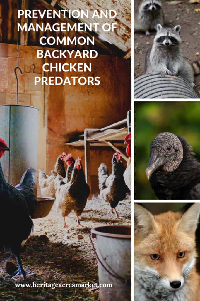 Chickens in barn next to images of raccoon, vulture and fox