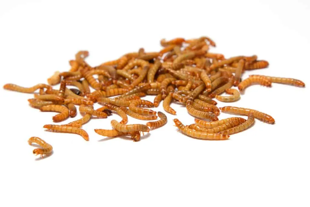 mealworms on white background