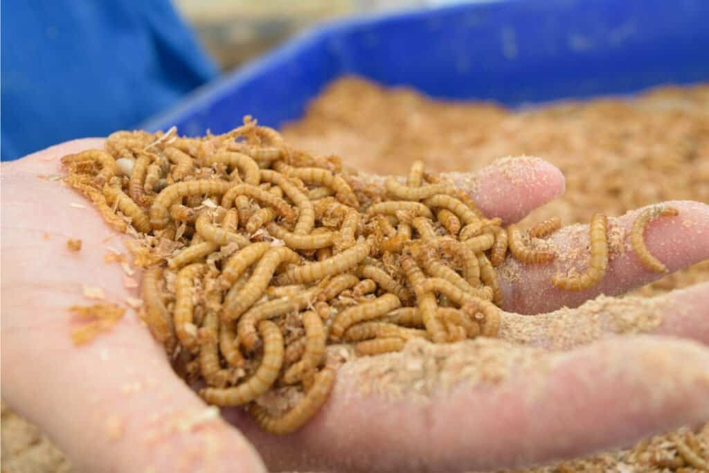 Mealworms in hand