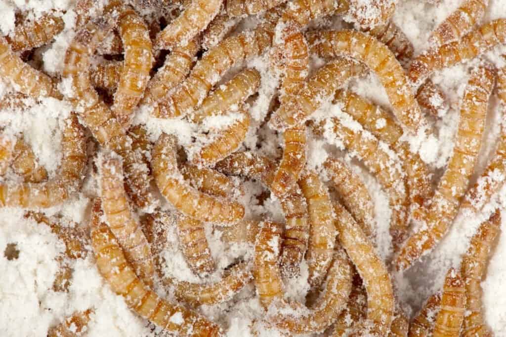 Mealworms