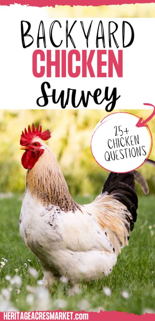 backyard chicken survey