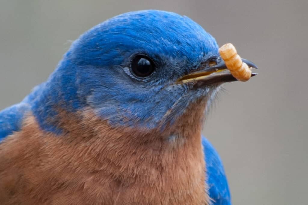 bluebird with mealworm