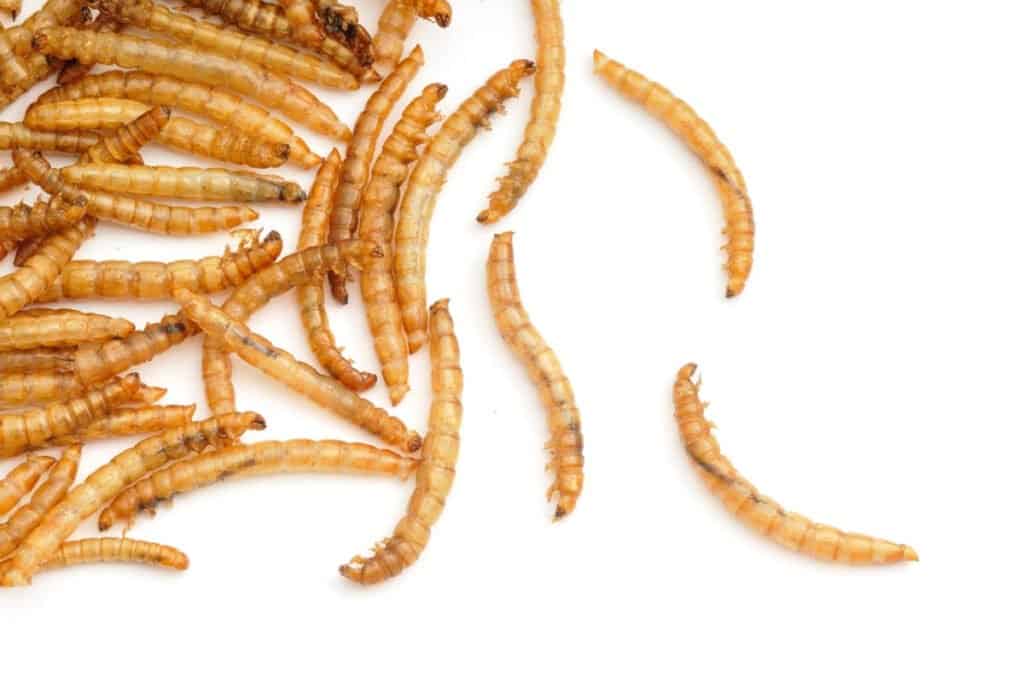 Mealworms