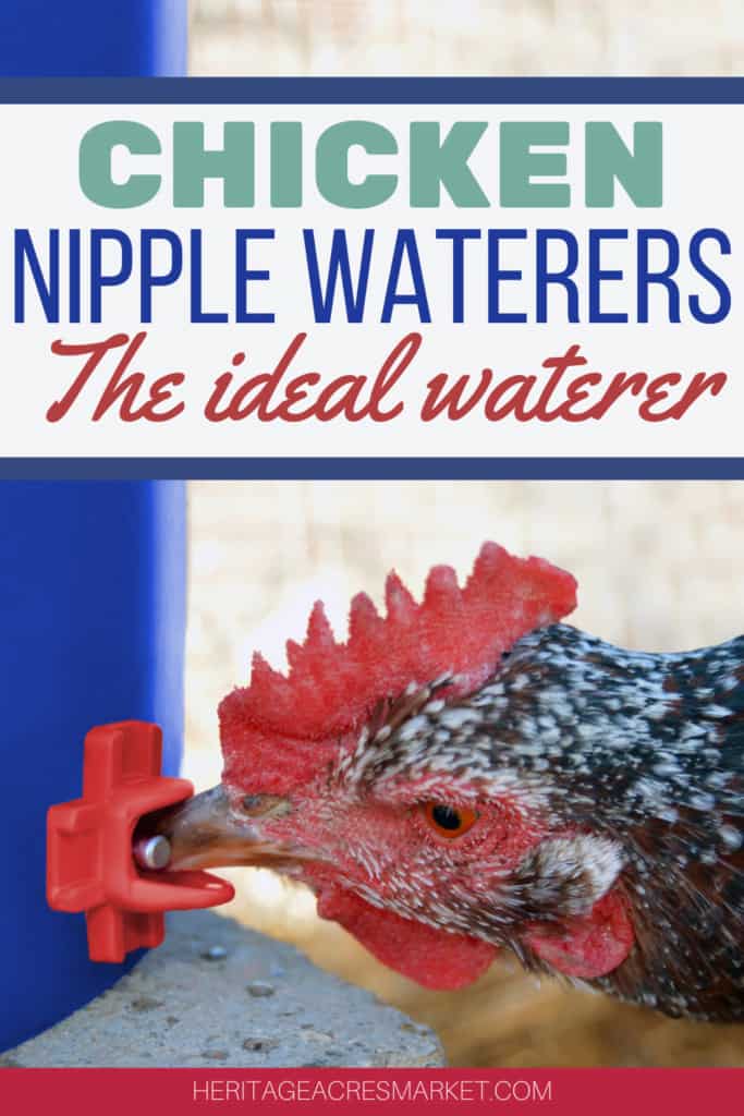 Chicken Nipples: Everything You Need To Know About Chicken Water Nipples 42