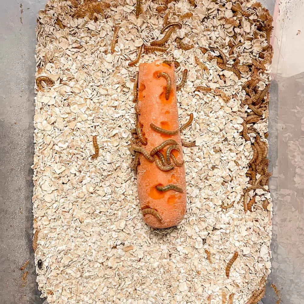 mealworms on carrot