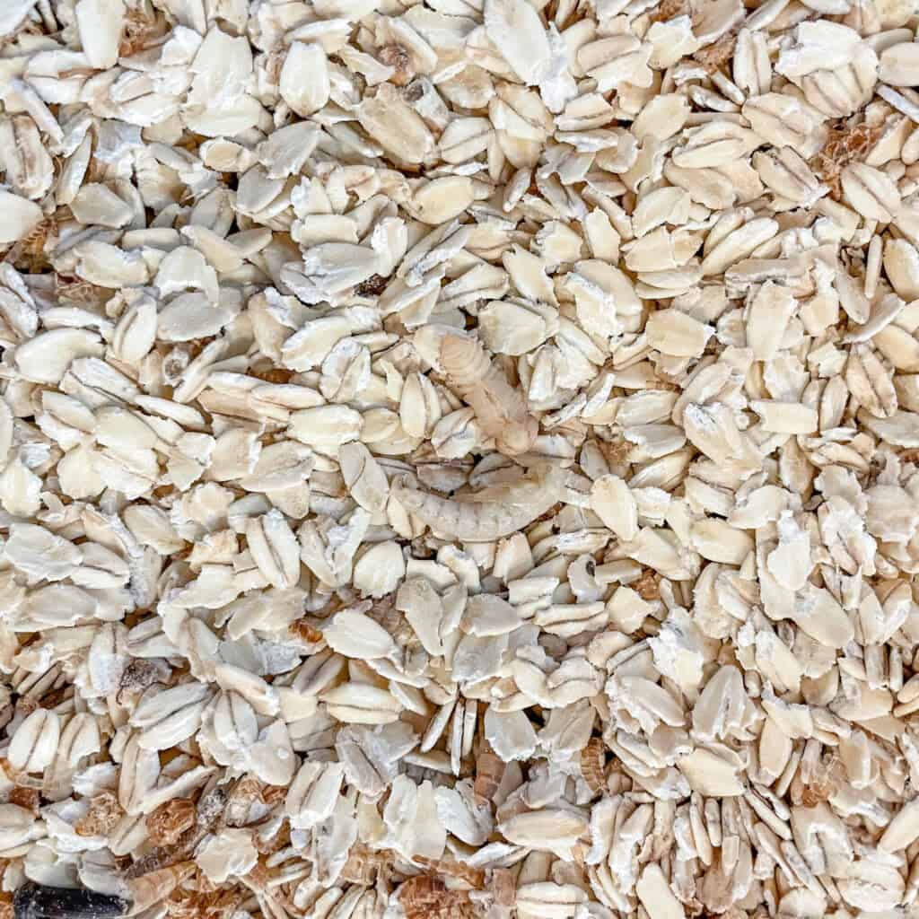 mealworm pupae in oatmeal