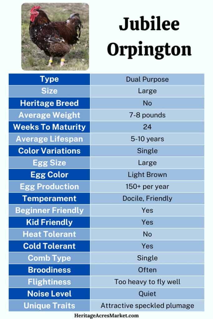 Jubilee Orpington Characteristics Chart