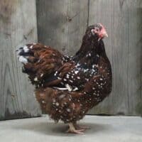 Brown speckled chicken