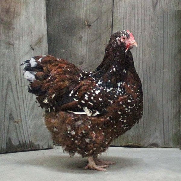 Brown speckled Jubilee Orpington chicken