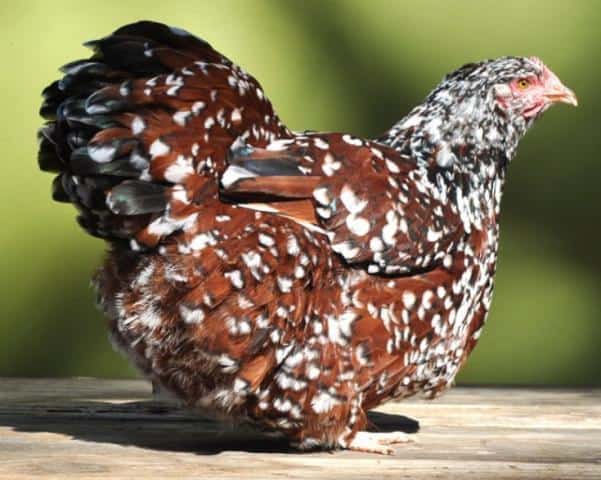 Brown Jubilee Orpington speckled chicken
