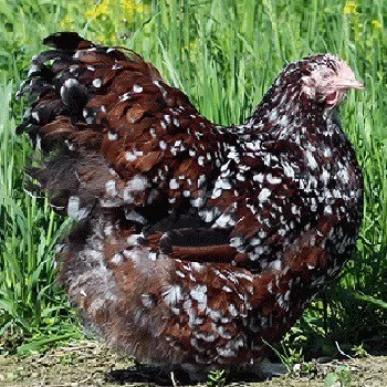 Brown Jubilee Orpington speckled chicken