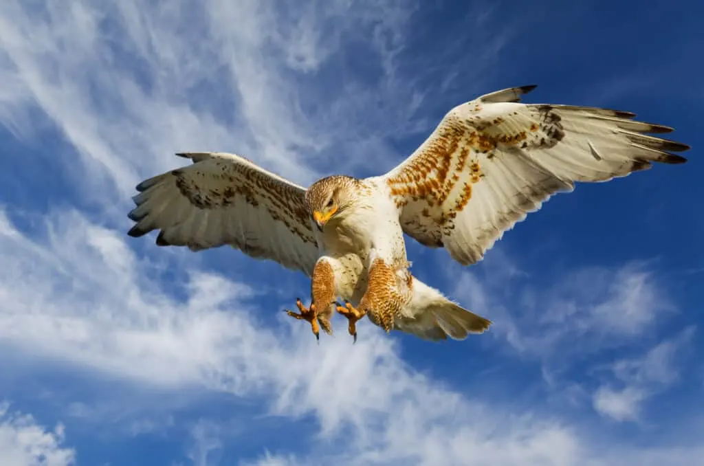 Ferruginous hawk