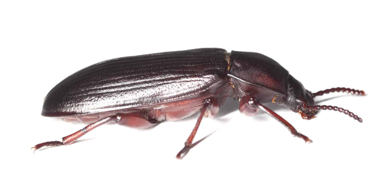 How To Start A Mealworm Farm A Comprehensive Guide For Beginners