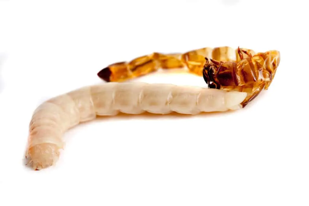 Mealworm shedding its skin