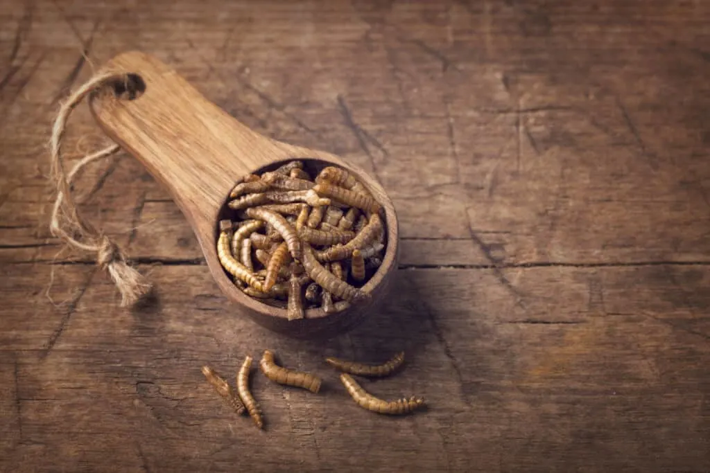 mealworm spoon