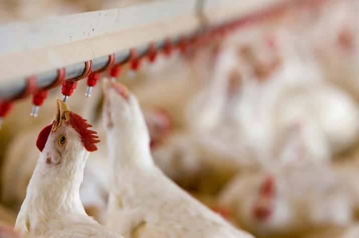 chickens drinking from vertical chicken nipple waterer